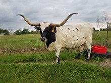 ZEUS COWBOY MKMC
