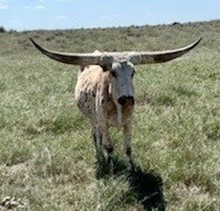 2019 Sparkling Star heifer