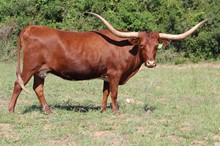 3C Mike's Aussie Lady