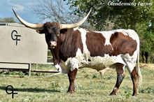 CATTLE KING 56/17