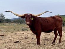 TCC TEXANA'S IMAGE
