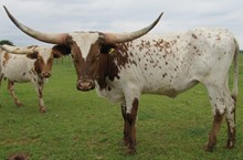 New Sano Cowgirl CPL