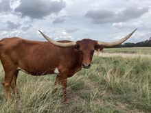 HL Starlady's Cowgirl
