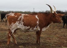 Plain Dirt’s Didgeridoo 