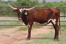 3C Lady Brindle