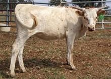 3C Royal "T" Problems