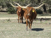 HH COACH'S AUSSIE PH 79