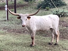 WH BLANCO QUEEN