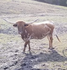 WH CHAR'S COWGIRL ONE