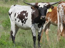 RM Aussie Leweze 883