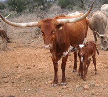 Coco's Bull Calf 2018