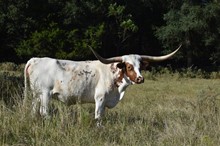 MK BANDITA BLANCA