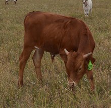 827 bull