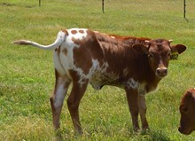 Heifer 902
