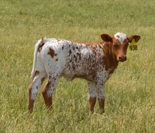 Heifer 938