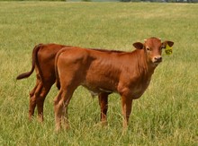 Bull 929