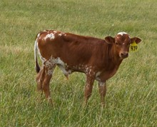 Bull 939