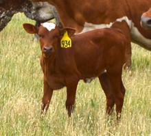 Heifer 934