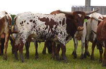 819 bull