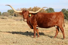 3C Mike's Aussie Lady