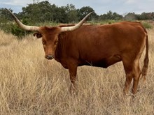 HH COACH'S COWBOY