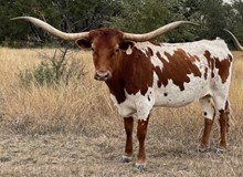 HH CASANOVA'S AUSSIE