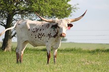 MK UNSTOPABULL COWGIRL