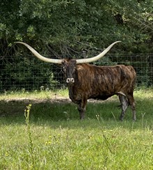 3S BRINDLE TARI