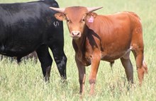 2016 Galveston Grace Bull