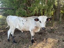 SQR 99 Blades of Honor