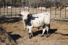 SQR 99 Blades of Honor