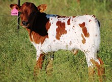 HC Fayetville Faith Bull