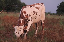 RM Mike's TD Lady 2017 bull