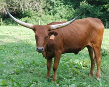 RESPECTABLE COWGIRL