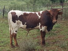 Toast to the Star's Bull Calf 2017