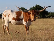 WH WESTERN DANCER