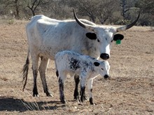 Your Hyeness's Bull Calf 2018