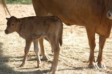 RJF 7LS BOBBI'S MIKEY CALF  TAG 242