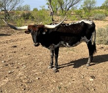 HH Mike's Lady TD Cowboy
